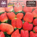 【ふるさと納税】 訳あり いちご セット 採れたて フルーツ 約250g×2パック 冷蔵 山梨 甲府市産 k222-007