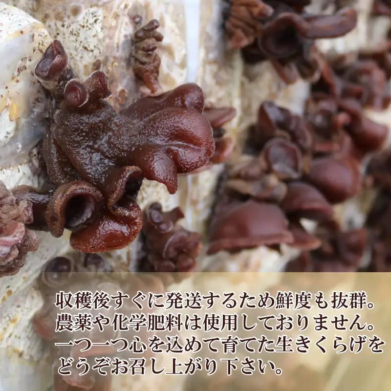 生きくらげ 500g きくらげ きのこ