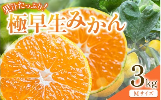 
                  先行予約 紀州田辺産 果汁たっぷりの極早生みかん3kg（Mサイズ） ※9月中旬に順次発送予定【期間限定・8/31まで】 / 和歌山県 ミカン 期間限定 秋 柑橘  フルーツ 果物 紀州産【kjt016】
                
