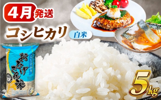 【4月発送】 コシヒカリ 白米 5kg 米 お米 5kg 5キロ 白米 精米 コメ ご飯 ごはん 愛知県産 国産 県産米 国産米 コシヒカリ こしひかり 発送 時期 選べる 産地直送 15000円 1万5千円 令和7年 愛西市 / 脇野コンバイン [AECP021-8]