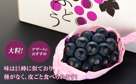 ナガノパープル 2kg ぶどう ナガノパープル