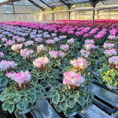 ふるさと納税 北茨城市 【長谷川園芸】の 北茨城産 シクラメン ピアス 6寸 ※11月〜12月出荷 |  | 01