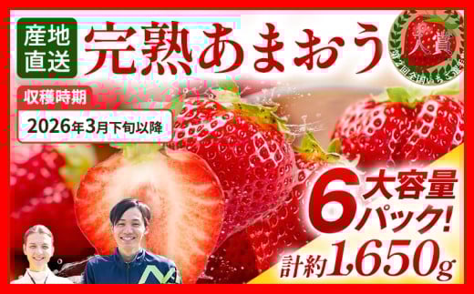 あまおう 約1650g（約275g×6パック） 【先行受付／2026年3月下旬以降順次発送予定】いちご 苺 福岡高級 フルーツ お取り寄せ ご当地グルメ 福岡土産 取り寄せ グルメ 福岡県 食品 あかい まるい おおきい うまい ichigo strawberry ストロベリー 果物 旬 冷蔵 福岡県産 アマオウ amaou デザート おやつ くだもの 青果物 数量限定 期間限定
