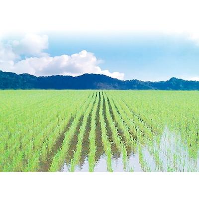 ふるさと納税 南魚沼市 特別栽培米　南魚沼産コシヒカリ 富三郎 無洗米 5kg |  | 01