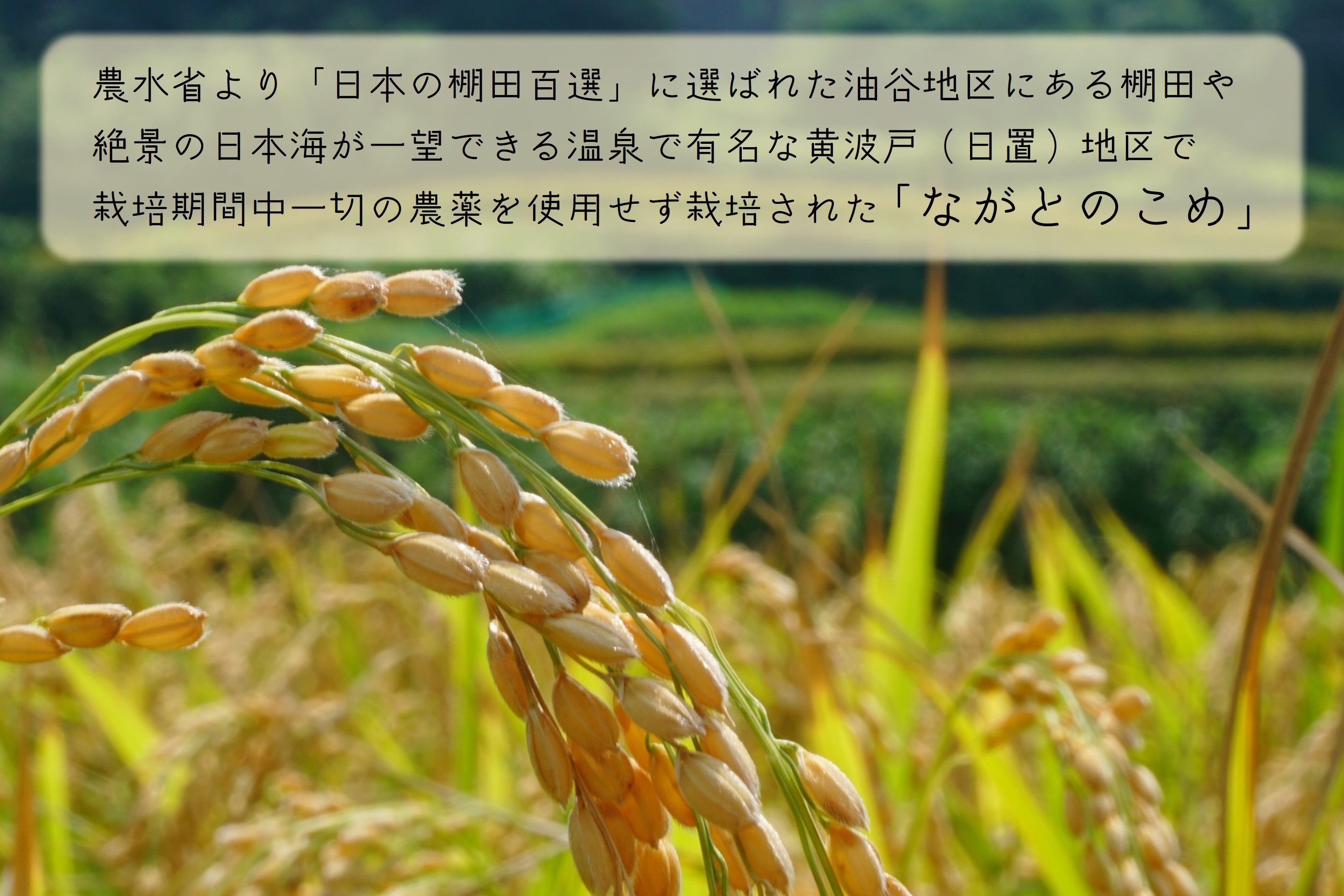 (1614)定期便 ながとのこめ こしひかり 玄米 1kg×10袋 毎月 全3回 合計30kg コシヒカリ 長門市