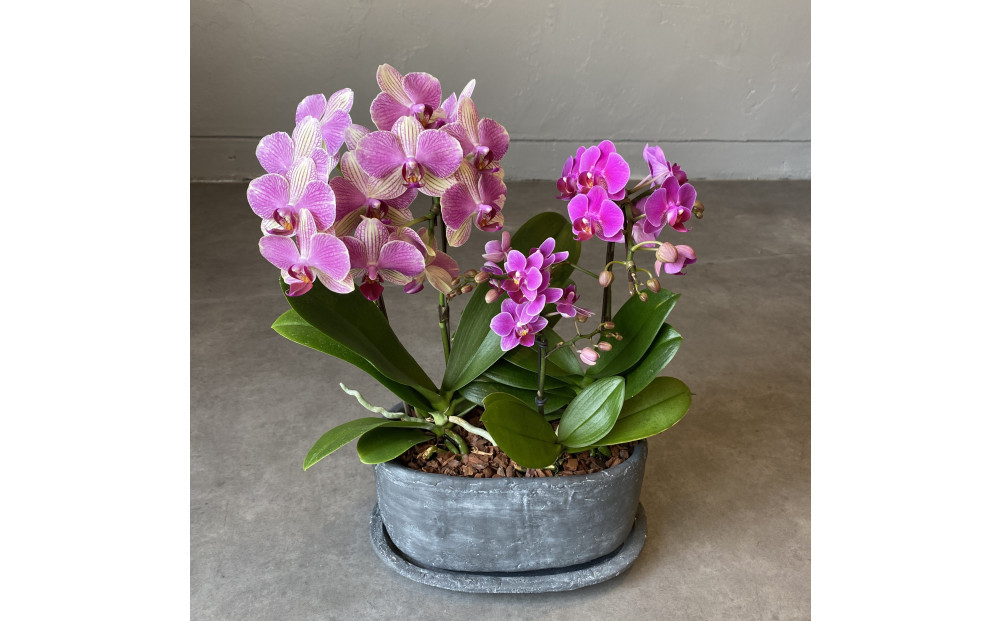 胡蝶蘭アレンジメント