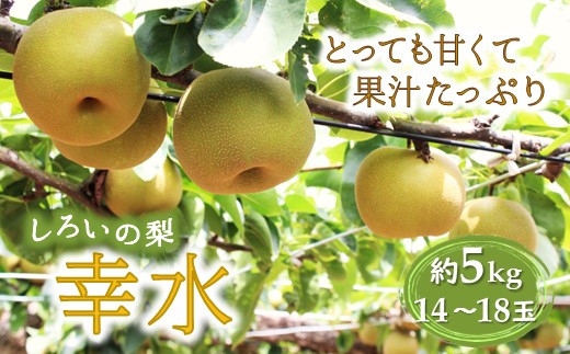 
            【先行予約】しろいの梨 幸水 5kg 14～18玉 
          