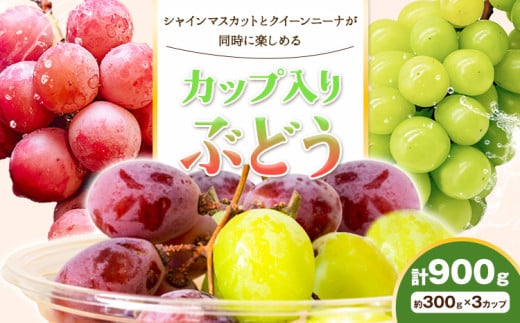 カップ入りぶどう シャインマスカット クイーンニーナ 約300g × 3カップ 株式会社シグマサポート《2026年9月中旬-10月下旬頃出荷》三重県 東員町 ぶどう ブドウ フルーツ 果物 冷蔵 冷蔵便