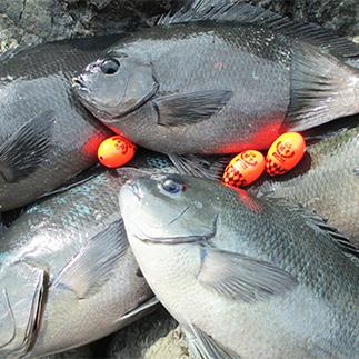 【超精密浮力！フカセ釣り】釣具 円錐 ウキ 「闘牙」 プロ仕様 8個セット 釣具【ガルツ】釣り 釣具 フル規格 重量感 高視認性 高操作性 SDV 釣り 釣り具 釣具 つりツリ 爆釣 釣れる 釣具 V