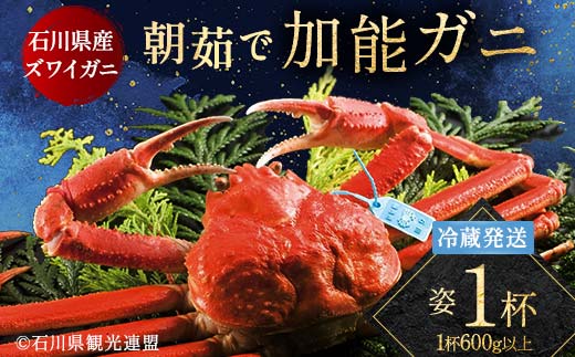 朝茹で加能ガニ姿1杯入り 蟹 かに ズワイガニ グルメ 海産物 贈り物 加賀 F6P-3185