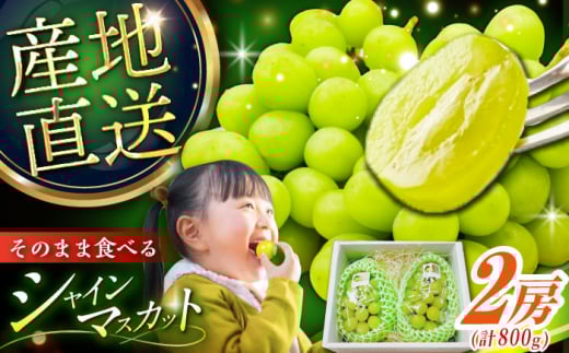 フルーツ【2026年先行予約】【8月初旬頃から順次発送】皮ごと食べれる！シャインマスカット 2房 約800g ぶどう 葡萄 皮ごと 種なし 果物 産直 産地直送 旬 プレミアム マスカット 大粒 甘い デザート スイーツ 農園 果汁 美味しい アレンジ 皮ごと 雲南 絶品 季節 旬 2房 産地直送 フルーツ ご当地 人気 おすすめ島根県雲南市/池田ぶどう農園　 [AIAA002]