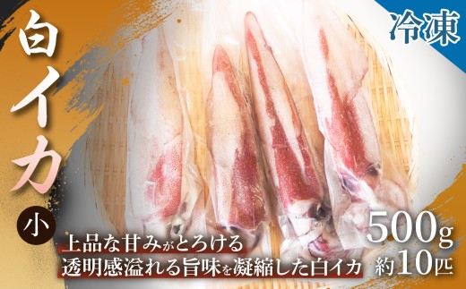 【上品な甘みが特徴】白イカ 小（冷凍）500g約10匹 1箱 いか 白いか イカ 海の幸 刺身 BBQ バター焼き おつまみ 冷凍 贈答用 産地直送 ギフト 日本海 浜坂産 兵庫県