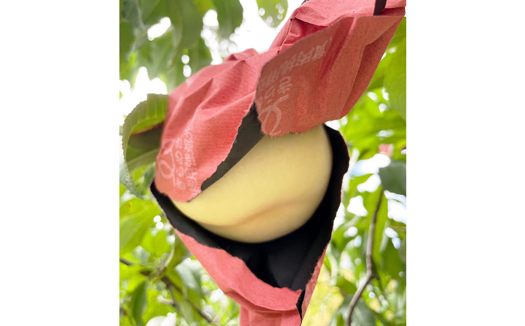 【先行予約】 希少品種 ・ 岡山の白桃 ・ 白露 1.5kg箱（約4個～6個）