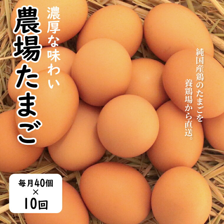 【ふるさと納税】【定期便】 純国産鶏 新鮮 濃厚 卵 たまご 玉子 Mサイズ 40個 10ヶ月 もみじ 高品質 美味しい こだわり 産地直送 国産 千葉県産 柏市産 プレゼント ギフト お歳暮 お中元 誕生日 母の日 父の日 取り寄せ おすすめ 人気 卵焼き 卵かけご飯 生卵 卵黄