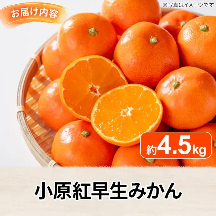 ＜先行予約！2026年12月上旬以降順次発送予定＞香川県産 小原紅早生みかん(約4.5kg) 国産 果物 ミカン 【man358】【Aglio nero】