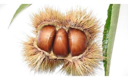 がんね栗衛門 ミニ 3個入 がんね栗の栗きんとん 無添加【がんね栗の里】