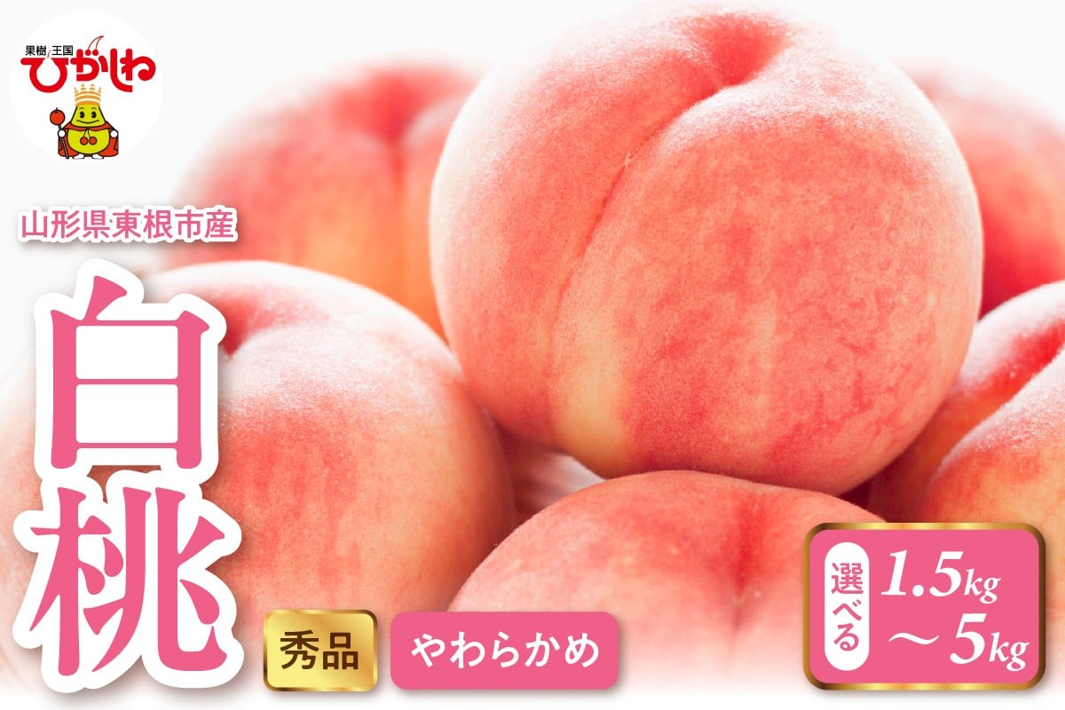 
            ≪選べる内容量≫2026年産 白桃（柔らかめ） 1.5kg～5kg 秀品 山形県 東根市 hi082-047-o
          