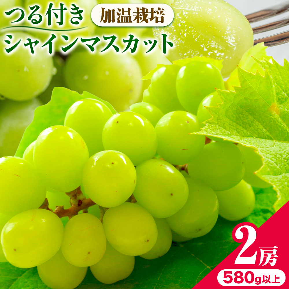【先行予約】岡山県産 選べる つる付き シャインマスカット ハウス栽培(加温栽培) 2房 (580g以上) 有限会社ホーティカルチャー神島《7月中旬-8月中旬頃出荷》岡山県 笠岡市 マスカット ぶどう 葡萄 果物【配送不可地域あり】---H-70---