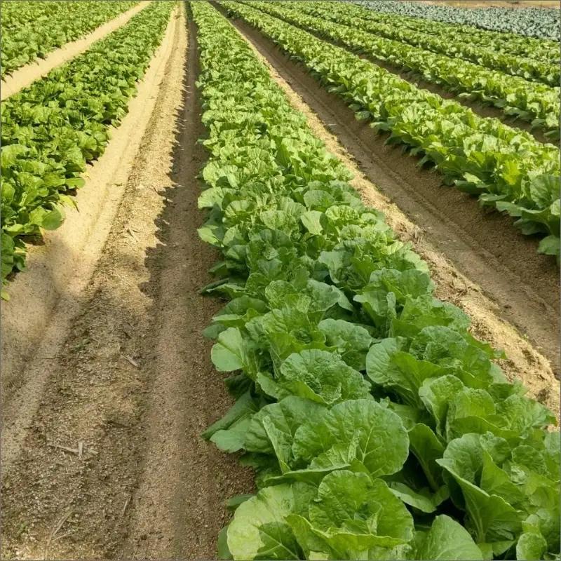【野菜】京都 野菜秋冬セット 5品