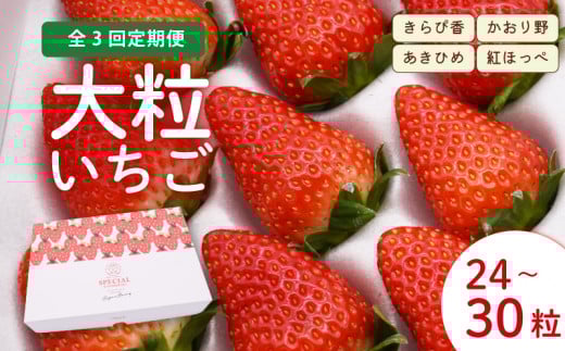 【2025年12月～2026年2月発送】 【3ヶ月定期便】 いちご 大粒 24～30粒 紅ほっぺ 章姫 あきひめ きらぴ香 かおりの ジャパン ベリー 静岡県 藤枝市