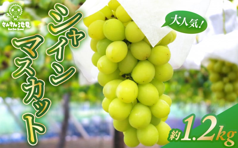 
            【先行予約】 大人気シャインマスカット 約1.2kg (3～4房) 【2025年9月上旬以降順次発送予定】 【ぶどう ブドウ 葡萄 マスカット 果物 デザート フルーツ 産地直送 国産 ギフト 贈り物 贈答】 [B-0217]
          