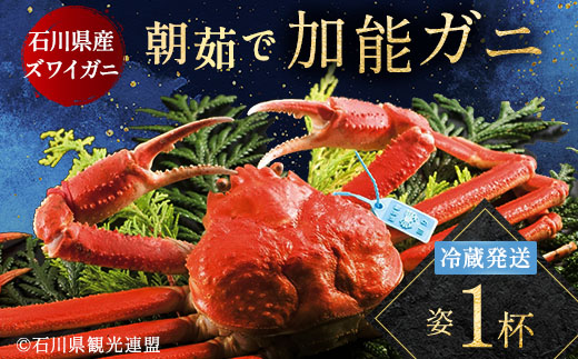 【先行予約】【冷蔵発送】朝茹で加能ガニ（姿1杯）2025年11月上旬以降発送 カニ 朝ゆで 加能蟹 かのうがに 姿 ボイル 蟹 ズワイガニのオス 贈り物 ギフト ご当地 グルメ 海の幸 海産物 食品 F6P-3050