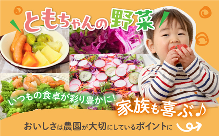 《先行予約》彩り野菜セット 3種 3回お届け 定期便 定期便