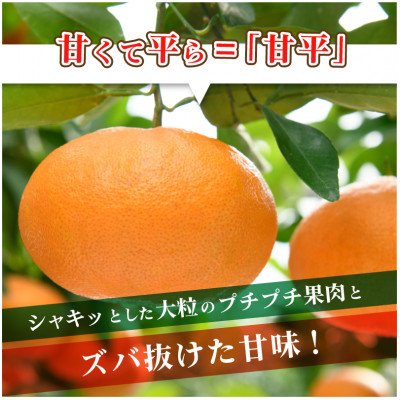 4L～2L 8～12玉、1月中旬～2月に発送【先行受付】高級柑橘 甘平 (化粧箱入)【C64】