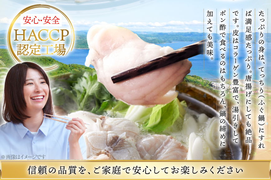 ふぐ 刺身 ふぐ鍋セット 活〆 おうごんとらふぐ 贅沢セット 4人前 6回 定期便 [松永水産 長崎県 平戸市 hr42bgy400073] ふぐ刺し とらふぐ フグ 河豚 てっさ てっちり ふぐ鍋 