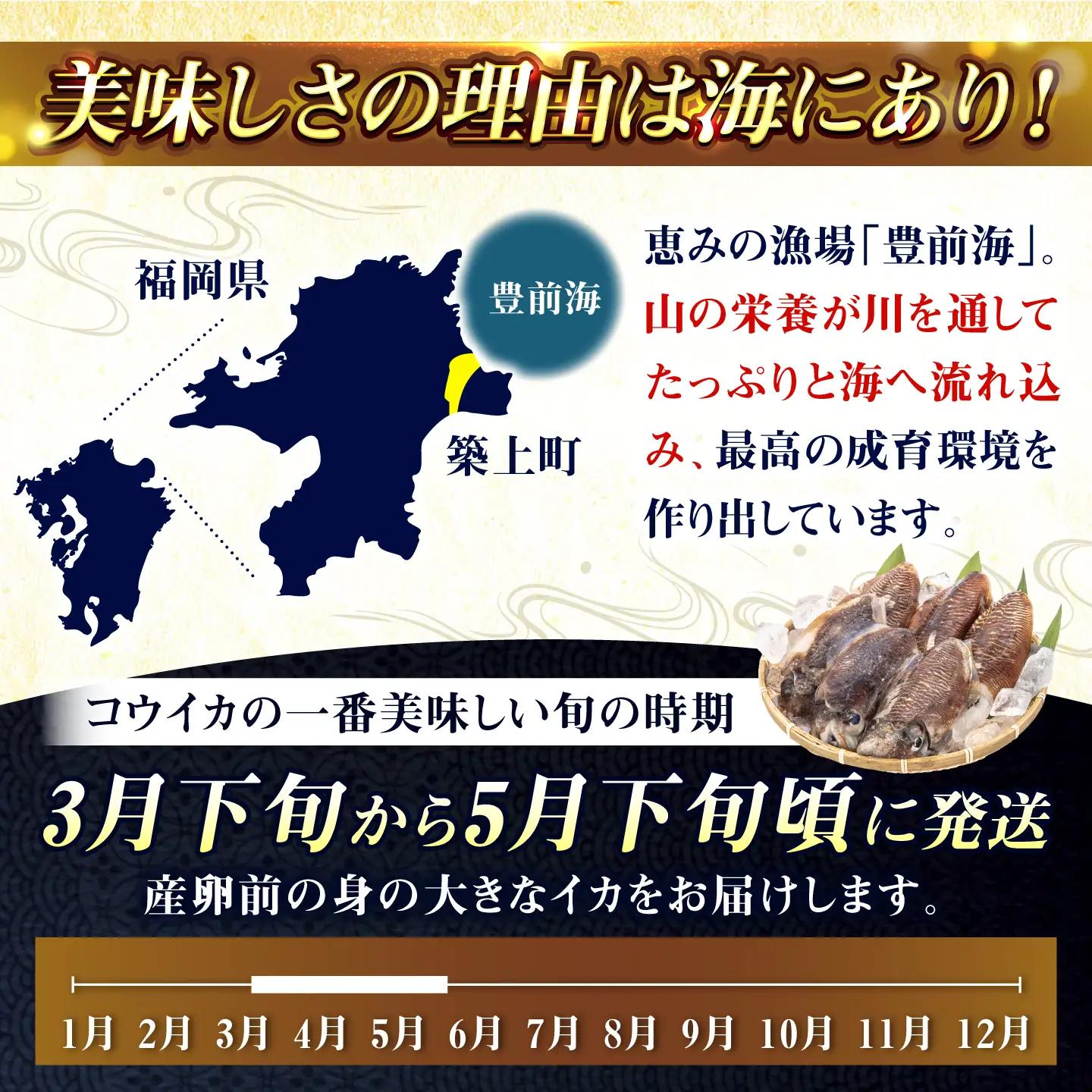 築上町で捕れた コウイカ 約3kg (7～15杯)《築上町》【明青丸】 いか イカ 海鮮 おつまみ 新鮮 海鮮丼 刺し身[ABCB008]