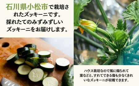 ズッキーニ 約1kg (5本前後) | 石川県 小松市 JAあぐり