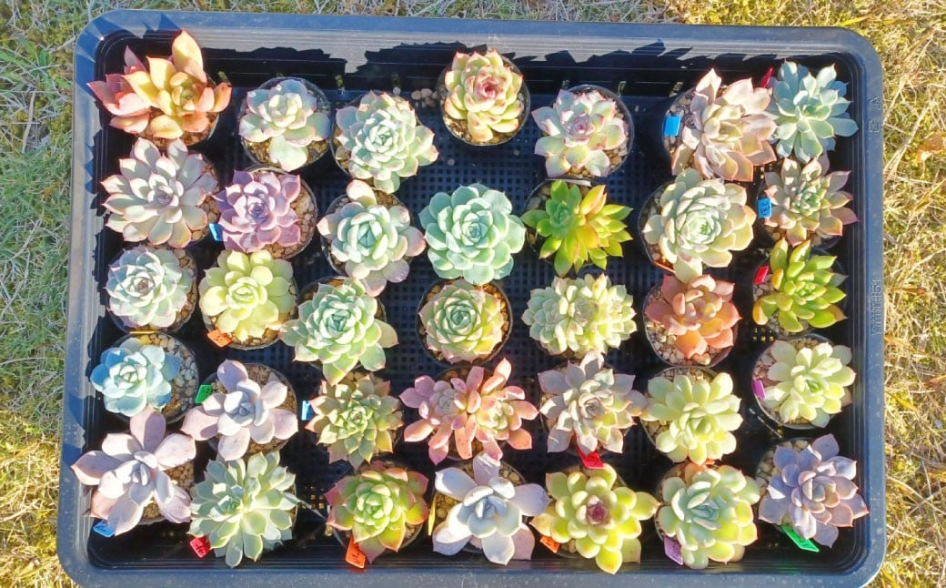 多肉植物 おまかせセット 15種 セット