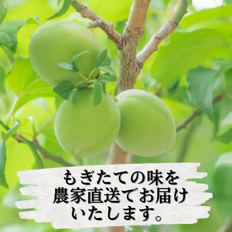 青梅 厳選 南高梅 20kg+250g（痛み補償分） / 梅 梅ジュース 梅酒 梅干し 高級 和歌山 ※5月~6月発送予定 ※北海道・沖縄・離島への配送不可 【ikd508-p-20】