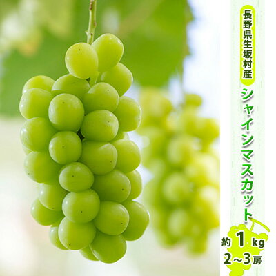 【ふるさと納税】【2026年先行予約】マスカット シャインマスカット 約800g～1kg（2～3房入り） 種なし ぶどう 信州直送 | 長野県産 くだもの ギフト プレゼント ブドウ 種無し 葡萄 | 令和8年9月上旬～下旬頃順次発送予定 | 長野県 生坂村 [小さな果樹園 ぷてぃ・べるじぇ]