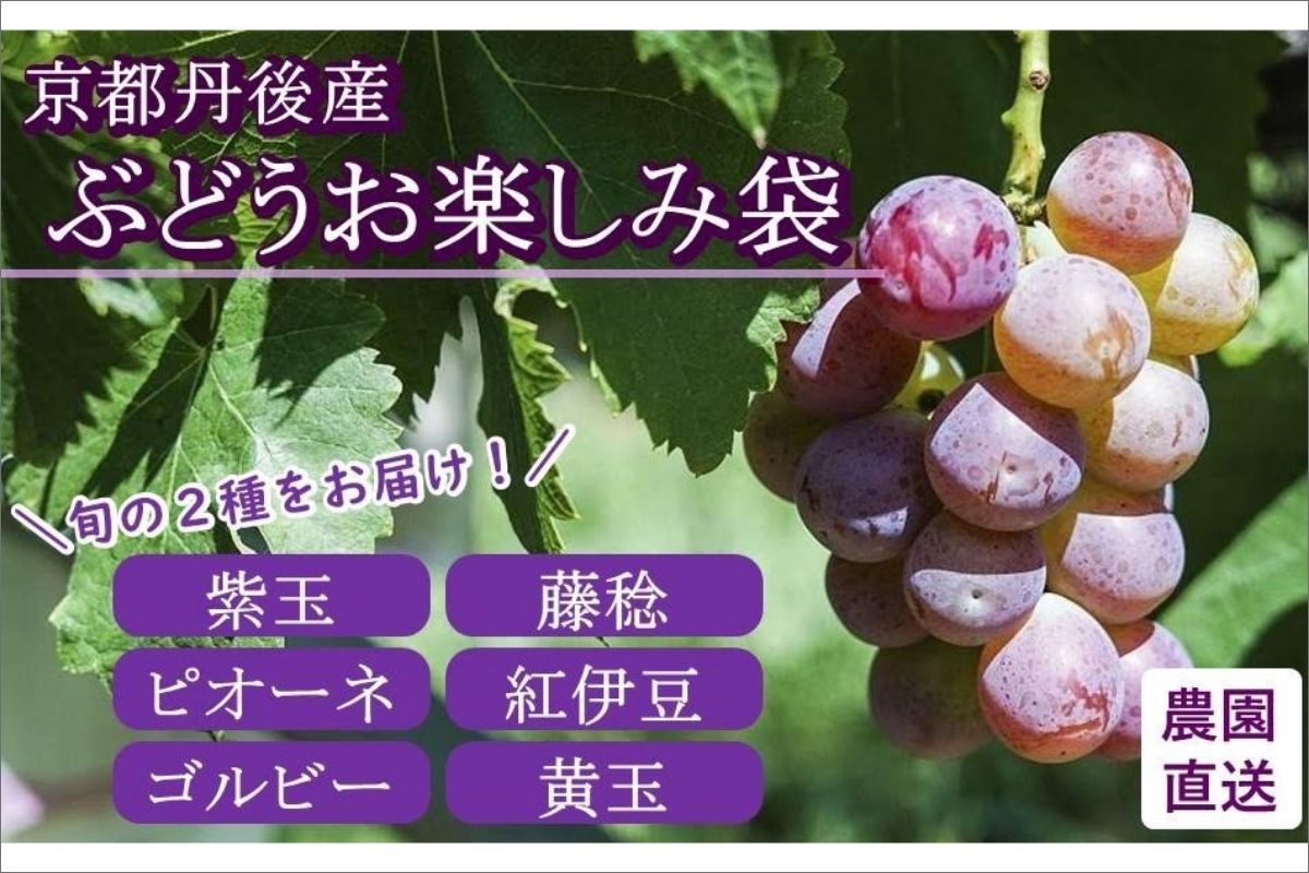 【先行予約／数量限定】京都丹後産 ぶどうお楽しみ袋（2025年9月～発送）　国産 ぶどう ブドウ 葡萄 フルーツ ふるーつ 果物 くだもの 農家応援 生産者応援 AM00670
