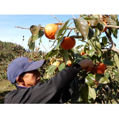 ふるさと納税 かすみがうら市 大ぶりの完全甘柿「陽豊」3.5kg以上(10〜12個) |  | 03