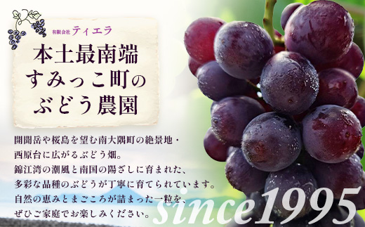 【2027年先行予約・数量限定】ブドウ味くらべ約2kg 3種以上 (5～6房) TE708｜鹿児島県 南大隅町 17品種の中から厳選