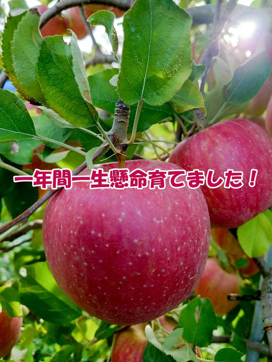 シャキシャキ葉とらず ふじりんご 約10kg 特別栽培農産物 長野県産 りんご リンゴ フルーツ 果物 おやつ デザート 信州 上田 贈答用