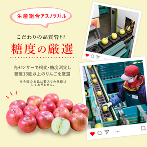 りんご【12月発送】糖度13度以上 訳あり 家庭用 ぐんま名月 約10kg【青森りんご】