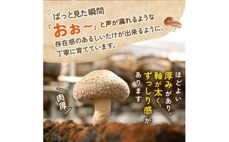 しいたけ 葛城市産生しいたけ（500g） 8個前後 【kobo003】