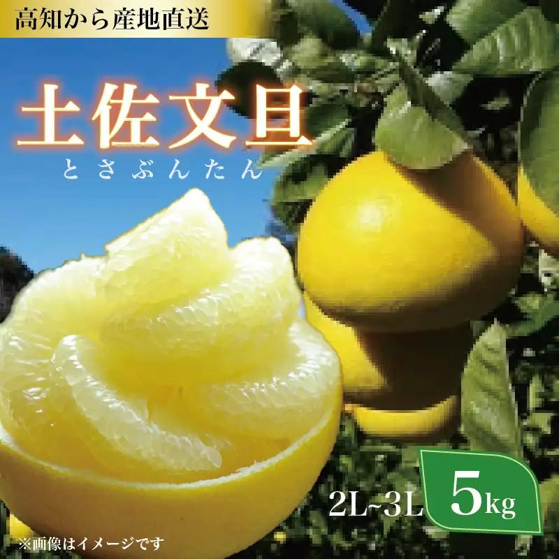 土佐文旦 5kg 2L～3Lサイズ（ご 家庭用 ） 植田農園 ［1535-3］
