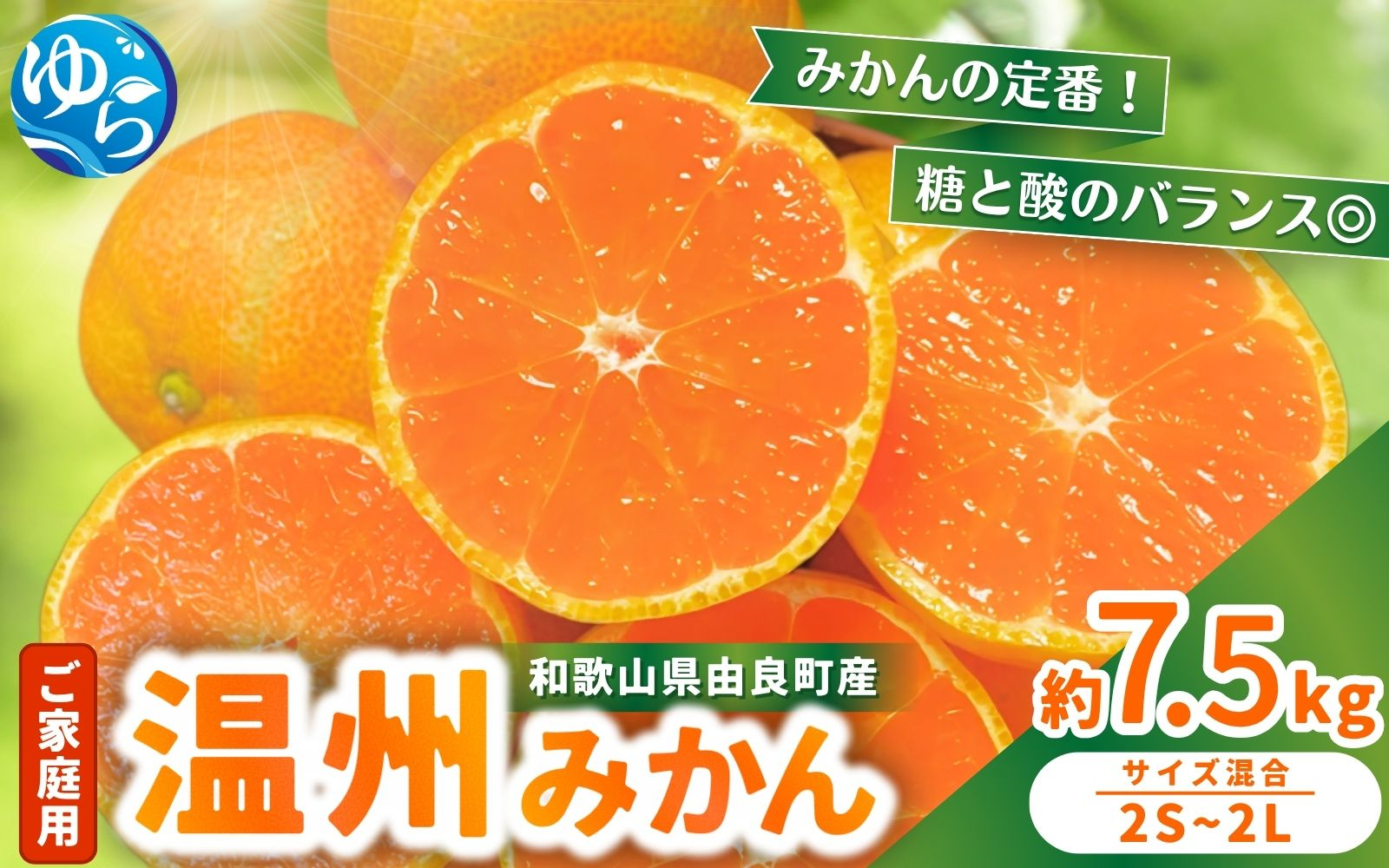 
                  家庭用 温州みかん 7.5kg  / 農家直送 くだもの  果実  柑橘 果物 フルーツ 国産 和歌山県 由良町 ご家庭用 人気 おすすめ ※2026年11月中旬頃～12月下旬頃に順次発送予定【nktn004-c-7d5】
                