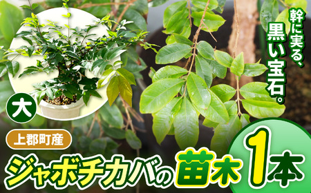 上郡町産 ジャボチカバの苗木（大）| ジャボチカバ 植物 フルーツ 珍しい おいしい 兵庫県 上郡町