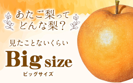 岡山県産 あたご梨  約3kg(3~5玉)【配送不可地域あり】 《11月下旬-12月末頃に出荷予定(土日祝除く)》 岡山県 矢掛町 なし 梨 果物