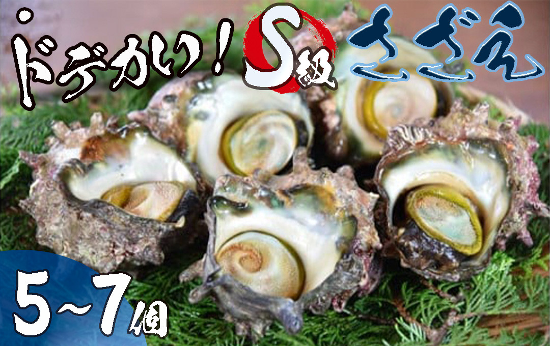 
ドでかい！Ｓ級サザエ
