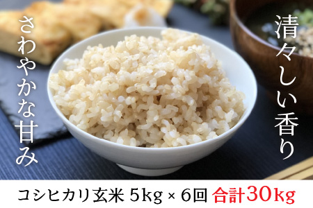 【6ヶ月連続お届け】福井県坂井市丸岡町産 コシヒカリ（玄米）5kg×6回　計30kg [D-11301_02]
