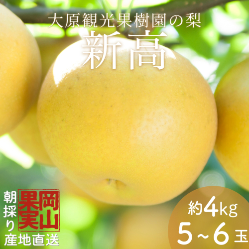 【2025年先行予約】［大原観光果樹園］岡山県産 旬の梨（新高）（約4kg ５～６玉）