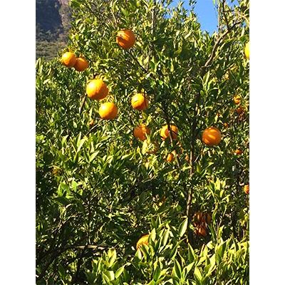 ふるさと納税 屋久島町 【特産品コンクール優秀賞受賞】屋久島たんかんスライスママレード2個セット |  | 02