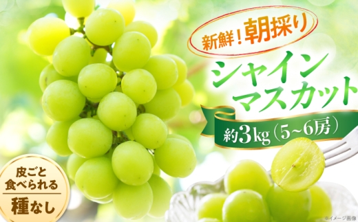 シャインマスカット 約3kg(5～6房) 【先行予約】【2026年8月下旬発送】竹内巨峰園 内子町産 朝採り / シャインマスカット 3kg しゃいんますかっと ぶどう ブドウ 葡萄 シャイン マスカット 朝採り 朝どり フルーツ ふるーつ fruit 果物 くだもの 先行予約 産地直送 国産 人気 おすすめ お取り寄せ 送料無料 愛媛県産 愛媛県 内子町 [BKCA002]