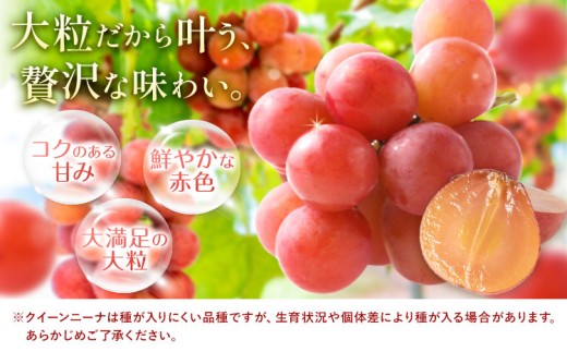 【2027年先行予約】ご家庭用 岡山県産 クインニーナ 約1.2kg 2～3房 晴れの国おかやま館 (つむぐ株式会社) 《2027年9月中旬-9月下旬頃出荷》岡山県 笠岡市 フルーツ 果物 果実 訳あ